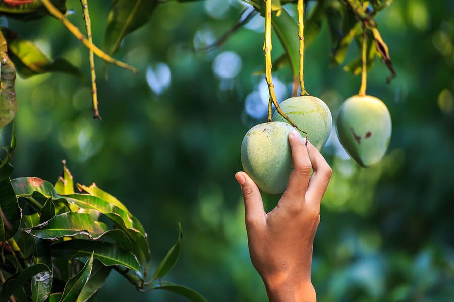 The Story of Alphonso: Why This Mango Earned the Title "King of Mangoes"