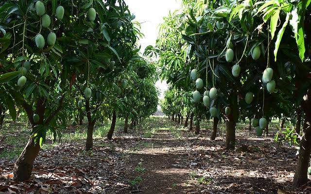 mango field