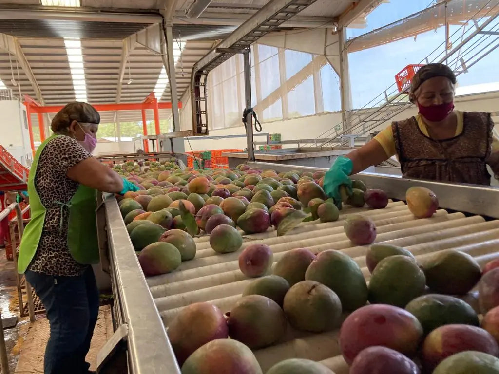 employees selecting mangoes