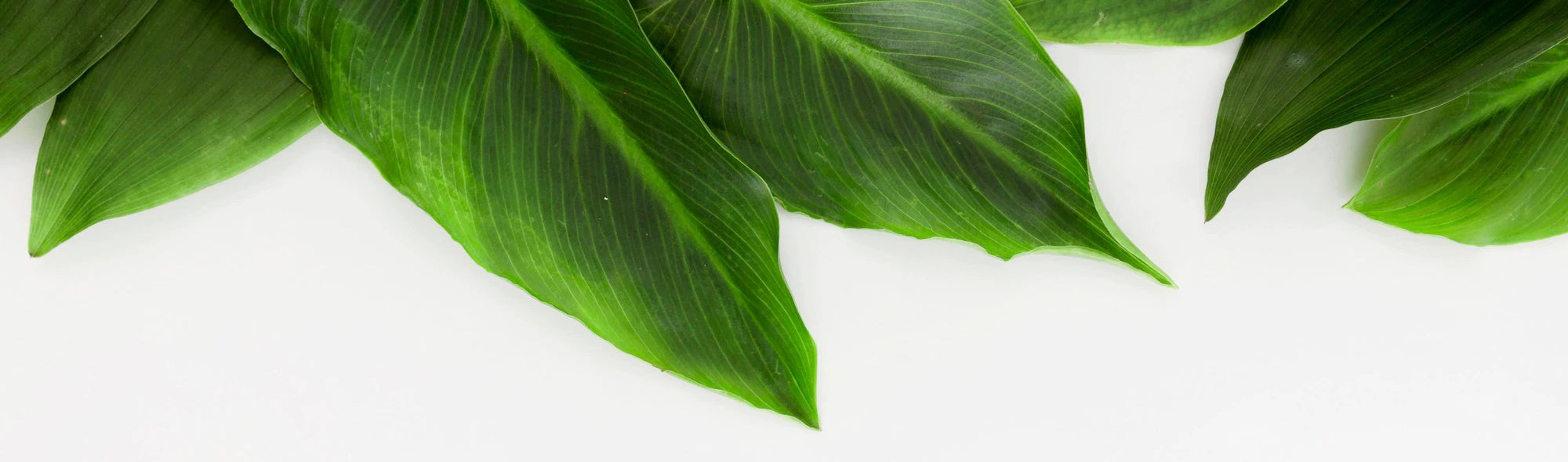 leaves image